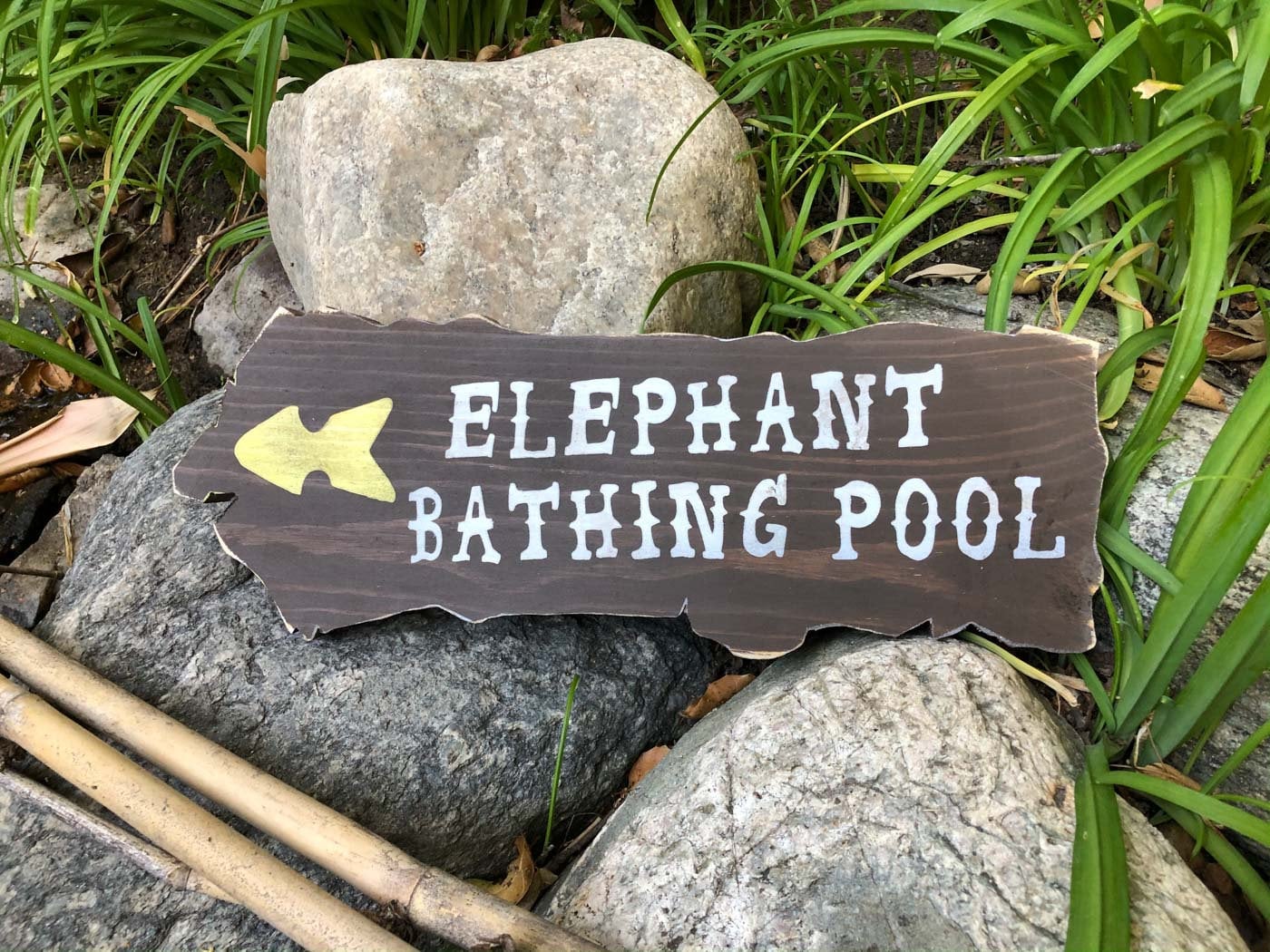 Cruising the Jungle Backside Elephant Directional Signs